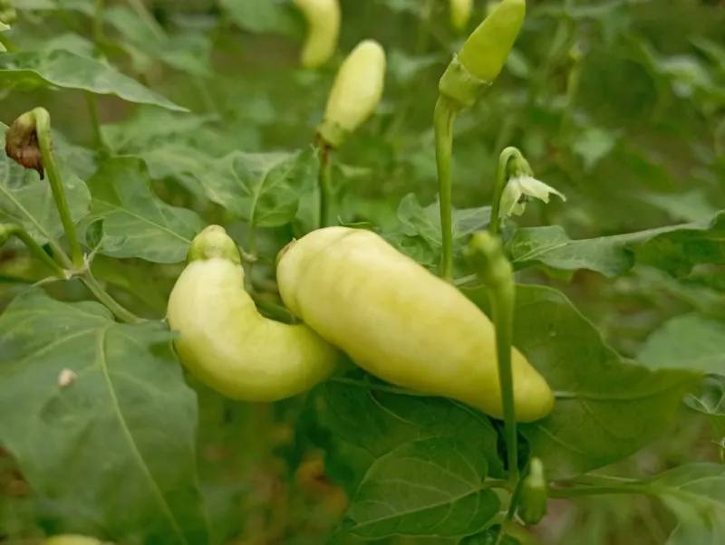 Same Pepper, Totally Different Fire: How Growing Conditions Shape Chili Flavor From the Ground Up