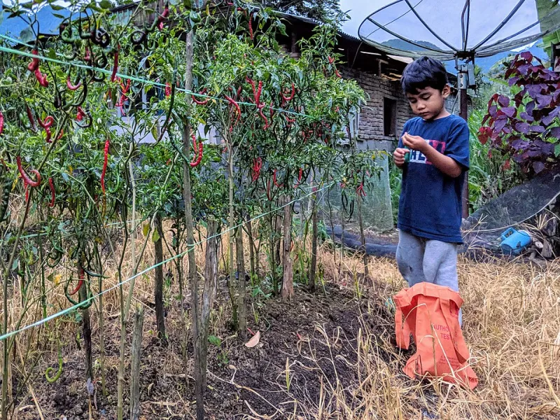 Grow Your Own Fire: How to Raise Chili Peppers at Home and Never Run Out of Heat Again