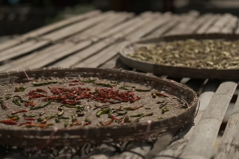 Vanishing Heat: The Race to Save Heirloom Chili Peppers Before They're Gone for Good